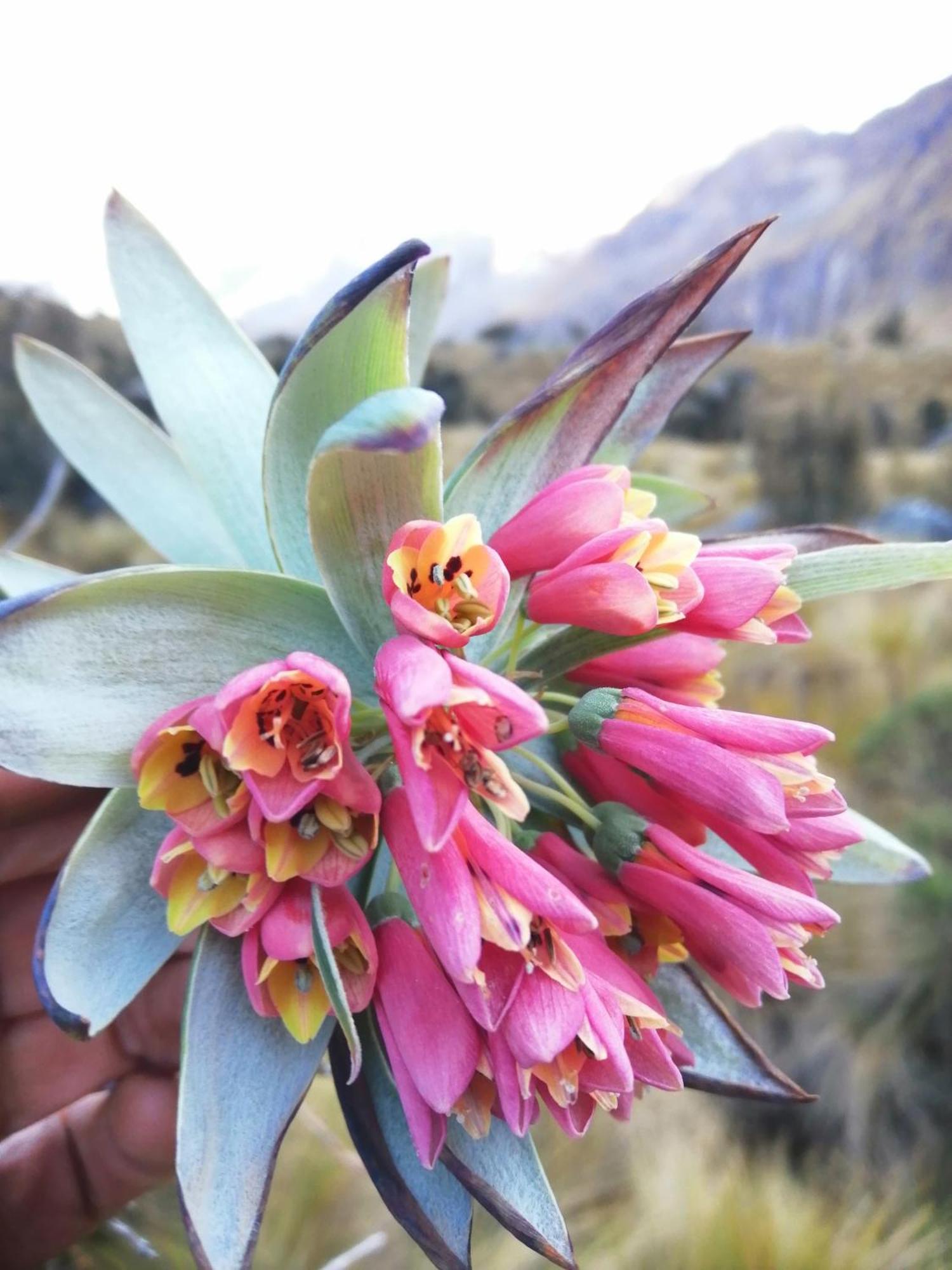 Amazing Huaraz Bed and Breakfast Εξωτερικό φωτογραφία